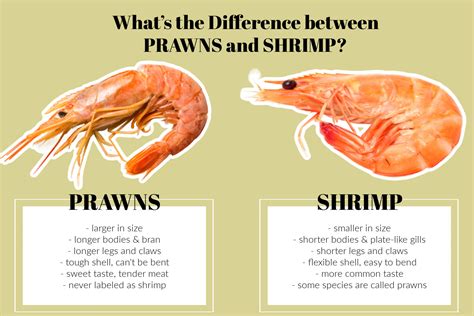 PRAWNSU IS THE BESTEST SHRIMP! .